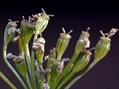 Caraway
